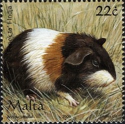 Colnect-657-644-Guinea-Pig-Cavia-porcellus.jpg