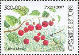 Colnect-843-826-Rubus-idaeus.jpg