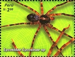 Colnect-1591-489-Wolf-Spider-Lycosinae-sp.jpg
