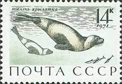 Colnect-194-372-Ribbon-Seal-Phoca-fasciata.jpg