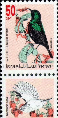 Colnect-2635-699-Palestine-Sunbird-Nectarinia-osea.jpg