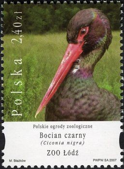 Colnect-3065-305-Black-Stork-Ciconia-nigra.jpg
