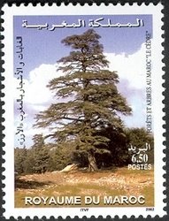 Colnect-1428-781-Forests---Trees-of-Morocco---Cedar.jpg