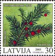 Colnect-192-107-Taxus-baccata.jpg