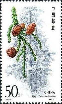 Colnect-713-390-Coniferous-trees-Taiwania-flousiana.jpg