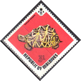 Colnect-844-934-Indian-Star-Tortoise-Testudo-elegans.jpg
