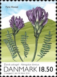 Colnect-475-527-Purple-Milk-vetch-Astragalus-danicus.jpg
