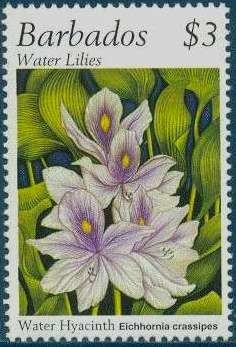 Colnect-1109-938-Water-hyacinth.jpg