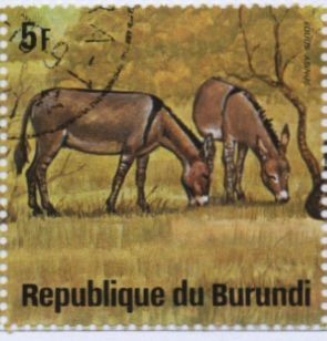Colnect-1323-945-African-Wild-Ass-Equus-asinus.jpg