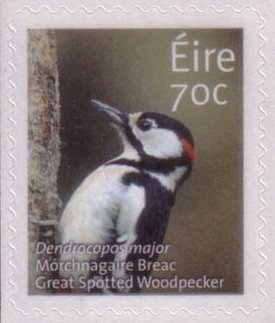 Colnect-3457-727-Great-spotted-Woodpecker-Dendrocopos-major.jpg