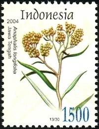 Colnect-1586-570-Flora---Anaphalis-longifolia.jpg