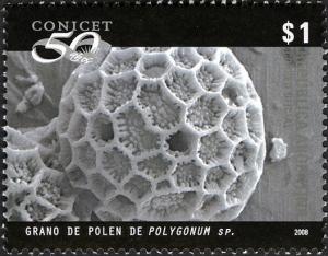 Colnect-1429-150-Polygonum-sp.jpg