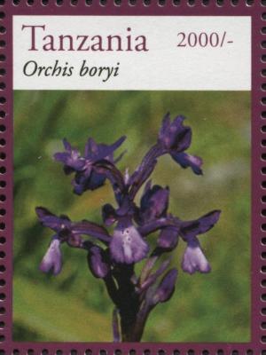 Colnect-3055-680-Orchis-boryi.jpg