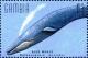Colnect-4698-214-Blue-whale.jpg