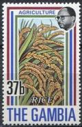 Colnect-1653-629-Rice-Crop.jpg