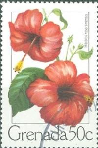 Colnect-2395-683-Red-Hibiscus.jpg