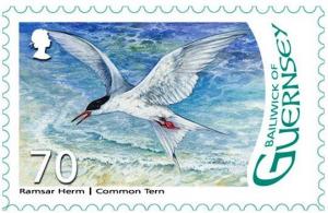 Colnect-3610-623-Common-tern.jpg