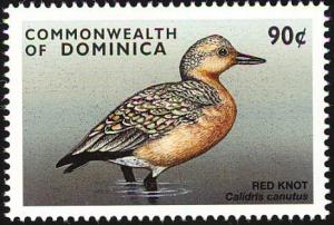 Colnect-5250-467-Red-knot.jpg