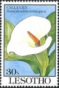 Colnect-2865-448-Calla-lily.jpg