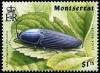 Colnect-3473-914-Click-beetle.jpg