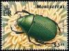 Colnect-3473-916-Leaf-beetle.jpg