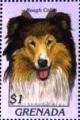 Colnect-4581-346-Rough-collie.jpg