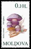 Colnect-516-399-Mushrooms.jpg