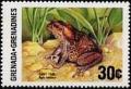 Colnect-4309-199-Giant-toad.jpg