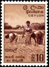 Colnect-1097-669-Rice-harvest.jpg
