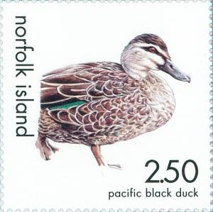 Colnect-2784-349-Pacific-Black-Duck-Anas-superciliosa.jpg