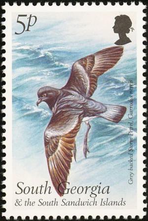 Colnect-4202-722-1999-Birds---Grey-backed-Storm-Petrel-Garrodia-nereis.jpg