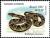 Colnect-4042-807-Jararaca-Bothrops-jararaca.jpg