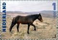 Colnect-2859-688--Rocky-Road--Equus-ferus-caballus.jpg