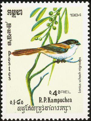 Colnect-1523-481-Long-tailed-Black-headed-Shrike-Lanius-schach-nigriceps.jpg