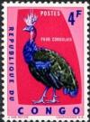 Colnect-1093-573-Congo-peafowl-Afropavo-congensis.jpg