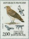 Colnect-145-586-Short-toed-Snake-eagle-Circaetus-gallicus-gallicus.jpg