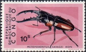 Colnect-1016-760-African-Red-Stag-Beetle-Metopodontus-savagei.jpg