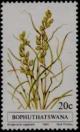 Colnect-1420-295-Eragrostis-capensis.jpg