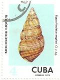 Colnect-1726-400-Cuba-Tree-Snail-Liguus-fasciatus-angelae.jpg