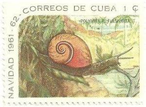 Colnect-1726-384-Cuban-Land-Snail-Polymita-picta-fulminata.jpg