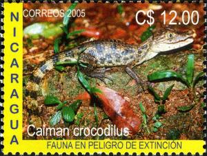 Colnect-3063-586-Brown-Caiman-Caiman-crocodilus.jpg