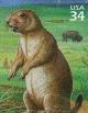 Colnect-201-662-Black-tailed-Prairie-Dog-Cynomys-ludovicianus.jpg
