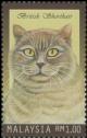 Colnect-4145-593-British-Shorthair-Cat-Felis-silvestris-catus.jpg