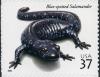 Colnect-202-170-Blue-spotted-Salamander-Ambystoma-laterale.jpg
