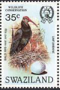 Colnect-1661-898-Southern-Bald-Ibis-Geronticus-calvus.jpg