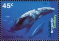 Colnect-4715-052-Humpback-Whale-Megaptera-novaeangliae.jpg