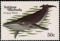 Colnect-5182-340-Finback-Whale-Balaenoptera-physalus.jpg