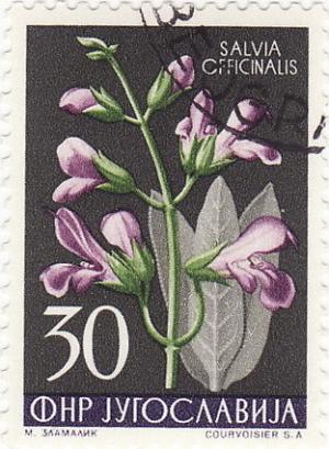 Colnect-1390-303-Salvia-officinalis.jpg