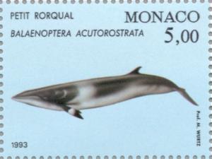 Colnect-149-601-Common-Minke-Whale-Balaenoptera-acutorostrata.jpg