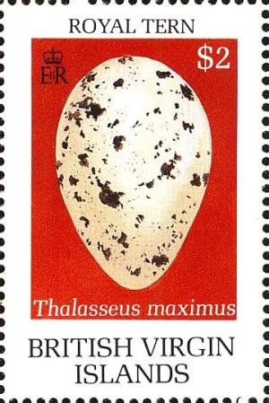 Colnect-2888-824-Egg-of-royal-tern-Thalasseus-maximus.jpg